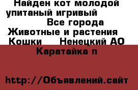 Найден кот,молодой упитаный игривый 12.03.2017 - Все города Животные и растения » Кошки   . Ненецкий АО,Каратайка п.